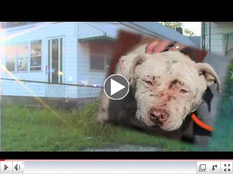 The Need For Foster Pet Guardians