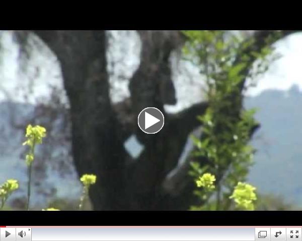 The Meditative Mind - Th3 2013 KFA May Gathering