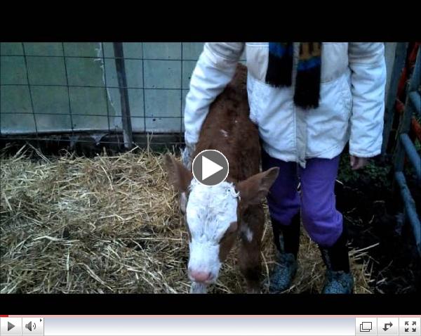 Nina & her baby calf