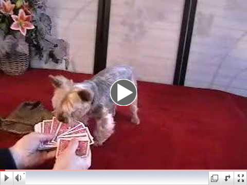 Jilli Dog and the Magic Card Trick