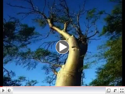 MORINGA TREE documentary part 1