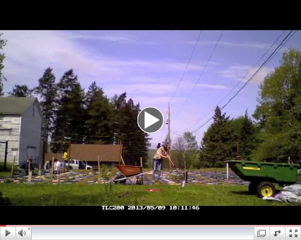 American chesnut planting 5-9-13