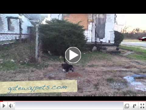Kitties. 12.11