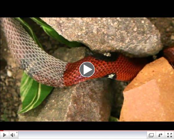 Snake shedding skin