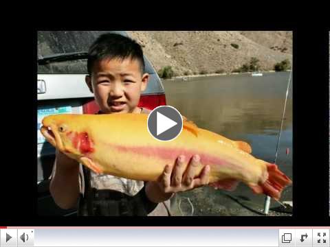 Phil Friedman Outdoors Show - 10/30/12 - Trout info for Anahiem & Corona Lake