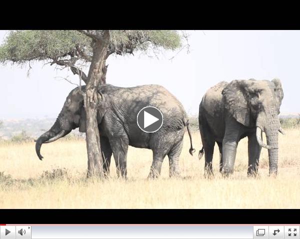 Elephant Ear Itch