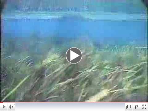 Big Fish Feed Midday