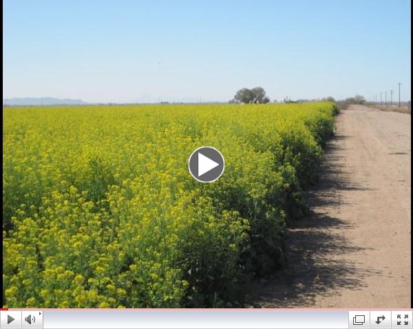 Project Apis m.- Planting a Cover Crop - For the Bees!