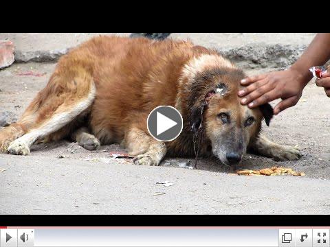 Animal Rescue