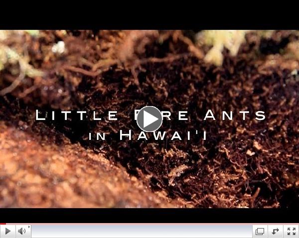 Invasion -  Little Fire Ants in Hawaii