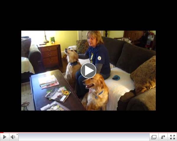 Meet Hannah & Skye, our Adopt A Golden March 2013 Orphans of the Month