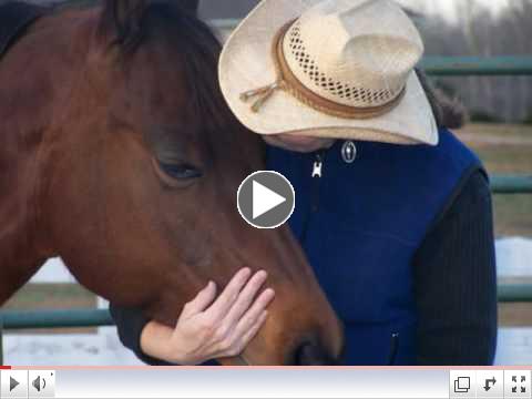Susan Klaudt Horse Ministry - Horse Relationship