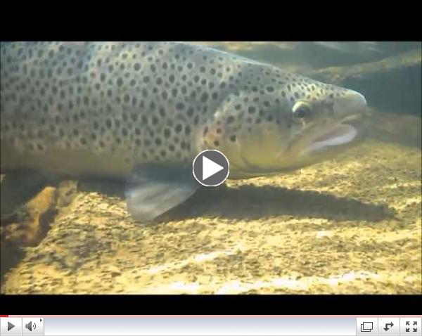 Slate Run Tackle Shop's Brown Trout Club fall stocking near the Slate Run Bridge