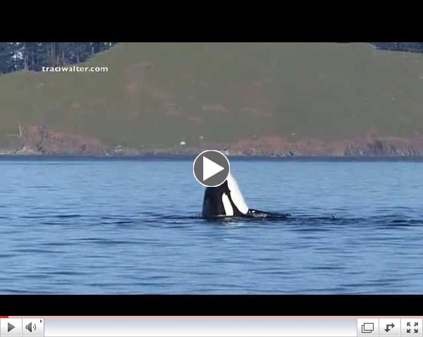 BBigg's Killer Whales (T137's) Fetal flinging 3/7/15  This is a very brief clip of a Killer Whale slinging around a Harbor Porpoise fetus from a recently killed Harbor Porpoise. I've watched Killer Whales in the San Juan Islands for 9 years and have never seen something like this.