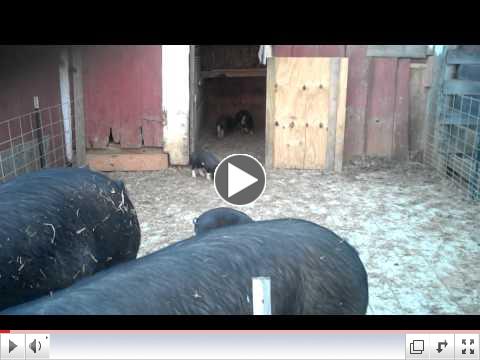 Berkshire piglets having a big day.