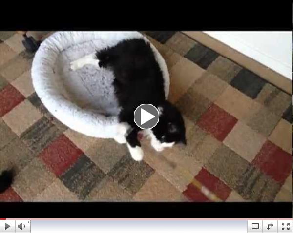 Feline Rescue of Northern Nevada Have 2 CH Kitties For Adoption