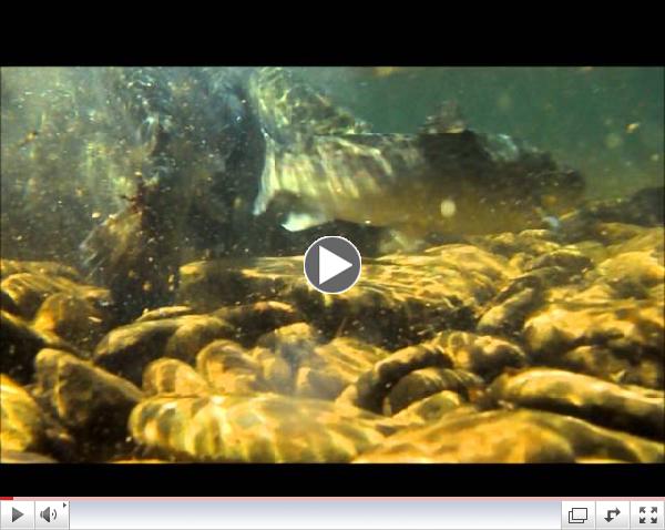 Large trout swimming to Pine 4-23-2013