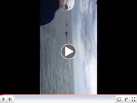 Whales on Jeffries Ledge