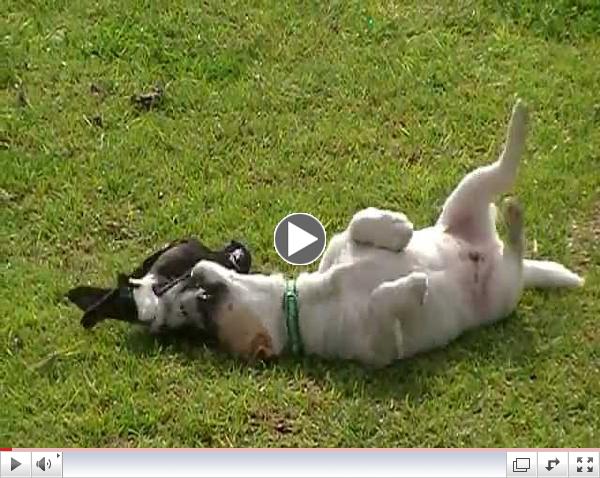 Australian Magpie Playing