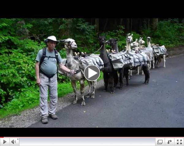 Grandstand of the Smokies - Llama Sequence