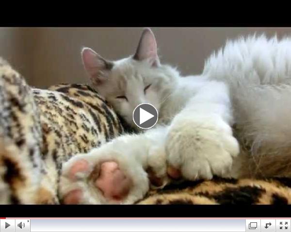 Bandit needs a home