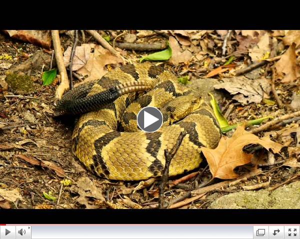 Timber Rattlesnake in the Great Smoky Mountains