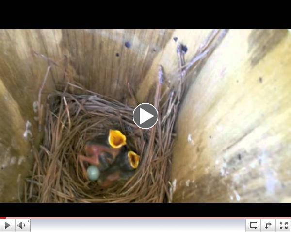 HES Bluebirds 2014 Media Festival Entry