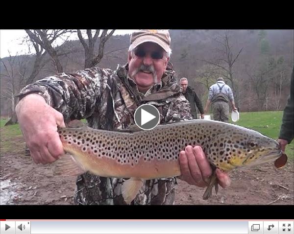 Eight of the Larger German Browns Stocked in Pine April 22, 2015