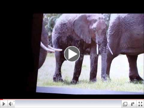 PART 1 Cynthia Moss: Celebrating Elephants 2012