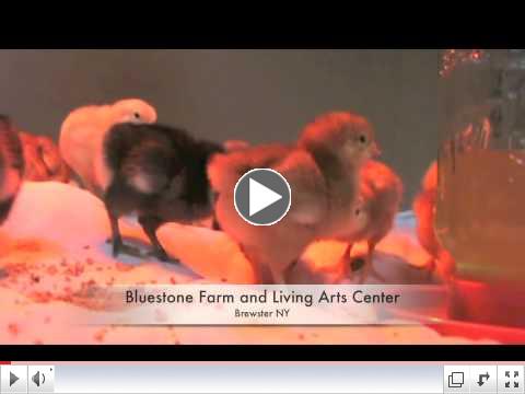 Baby chicks
