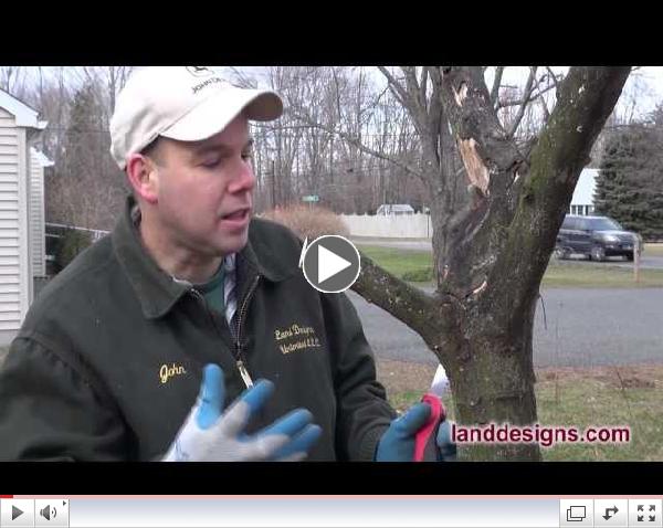 How to Prune (Not Kill) Trees and Shrubs