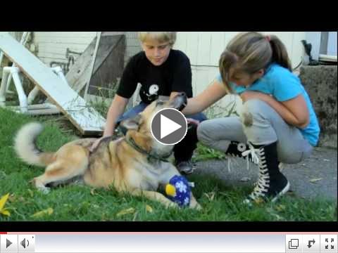 Adopt Sassy, the Sweetest Shepherd of Silliness