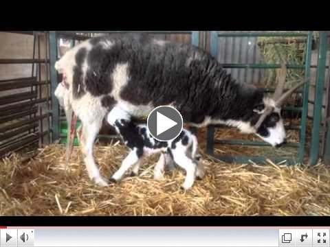 Ebony Lambing