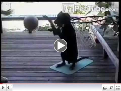 Zeke Has March Madness - PetTube.com