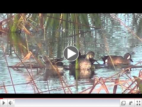 Cinnamon Teal Far From Home - (Anas cyanoptera)
