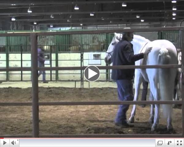 Denver Horse Expo March 2013