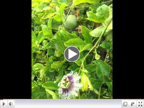 Farmers Market on the Farm-Seabreeze Organic Farm