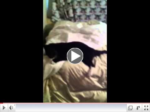 Elvis Ascends !