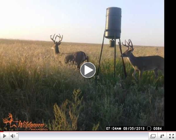 Whitetail Scouting 9-9-13