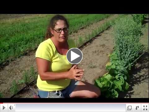 Heirloom lettuces at Vicki's Veggies