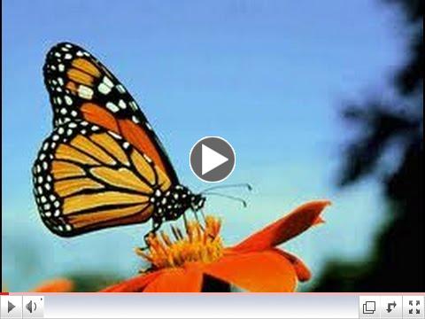 Under the Hat: Following the Butterflies