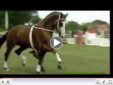 White Star Stallion 