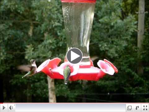 Hummers at Bent Creek Lodge
