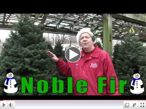 Looking for a Tree? Randy Best Gives You What Fir!