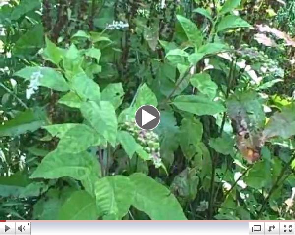 Catnip Walk with Susun Weed