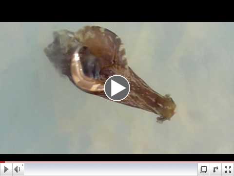 Sea Hare Swimming 6-1-10.mov
