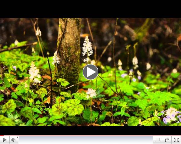 The 2013 Wildflower Pilgrimage- Video by Great Smoky Mountains Association