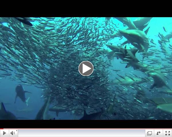 Sardine Run Port St Johns South Africa