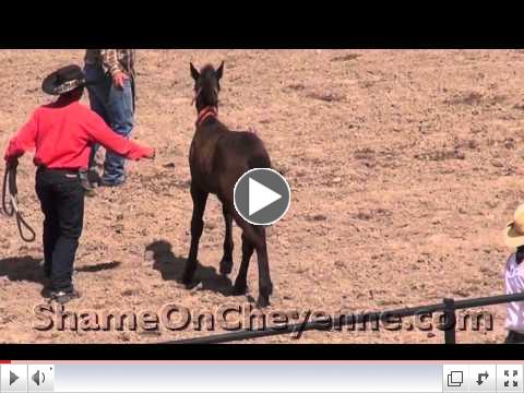 Baby Horses Crash to Satisfy Cheyenne Rodeo Fans