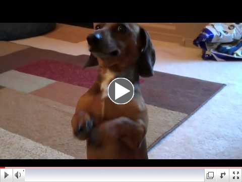 Show us your one-in-a-million pet!